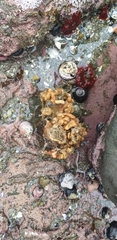 Pyura chilensis