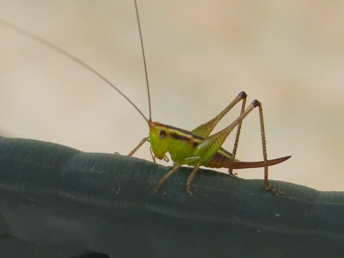 Black-kneed Meadow Katydid photo 3