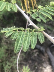 Mimosa asperata