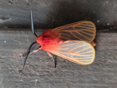 Laterite Matron