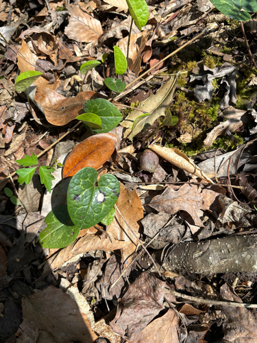 Harper's Wild Ginger (Asarum harperi)