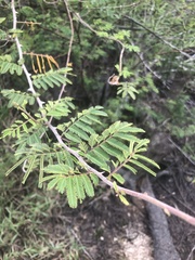 Mimosa asperata