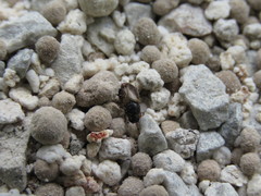 Melinopterus prodromus