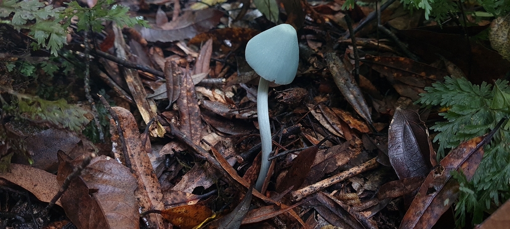 Entoloma hochstetteri · March 2026 · photo: © andrew_poad (iNaturalist, cc-by)