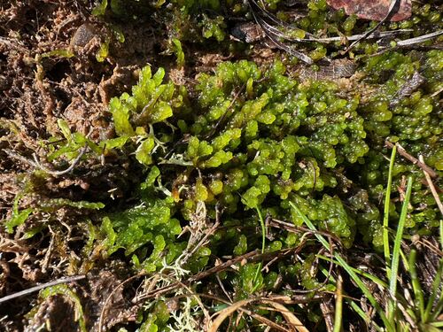 Sphagnum cyclophyllum observed 2026-03-07