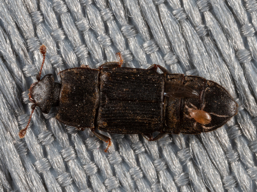 Brachypeplus, 2026-01-04