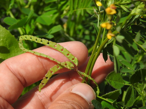 Many-flowered Horseshoe-vetch (Hippocrepis multisiliquosa)
