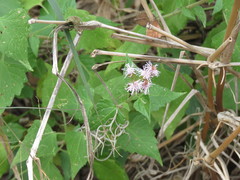 Tamaulipa azurea