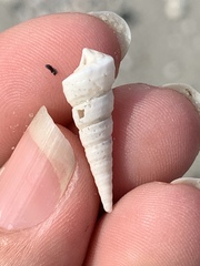Turritella