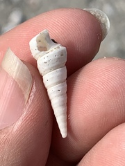 Turritella
