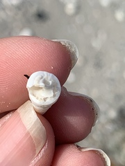 Turritella