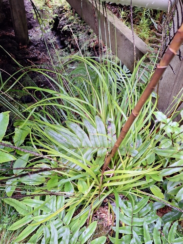 Bastard Grass (Carex uncinata)