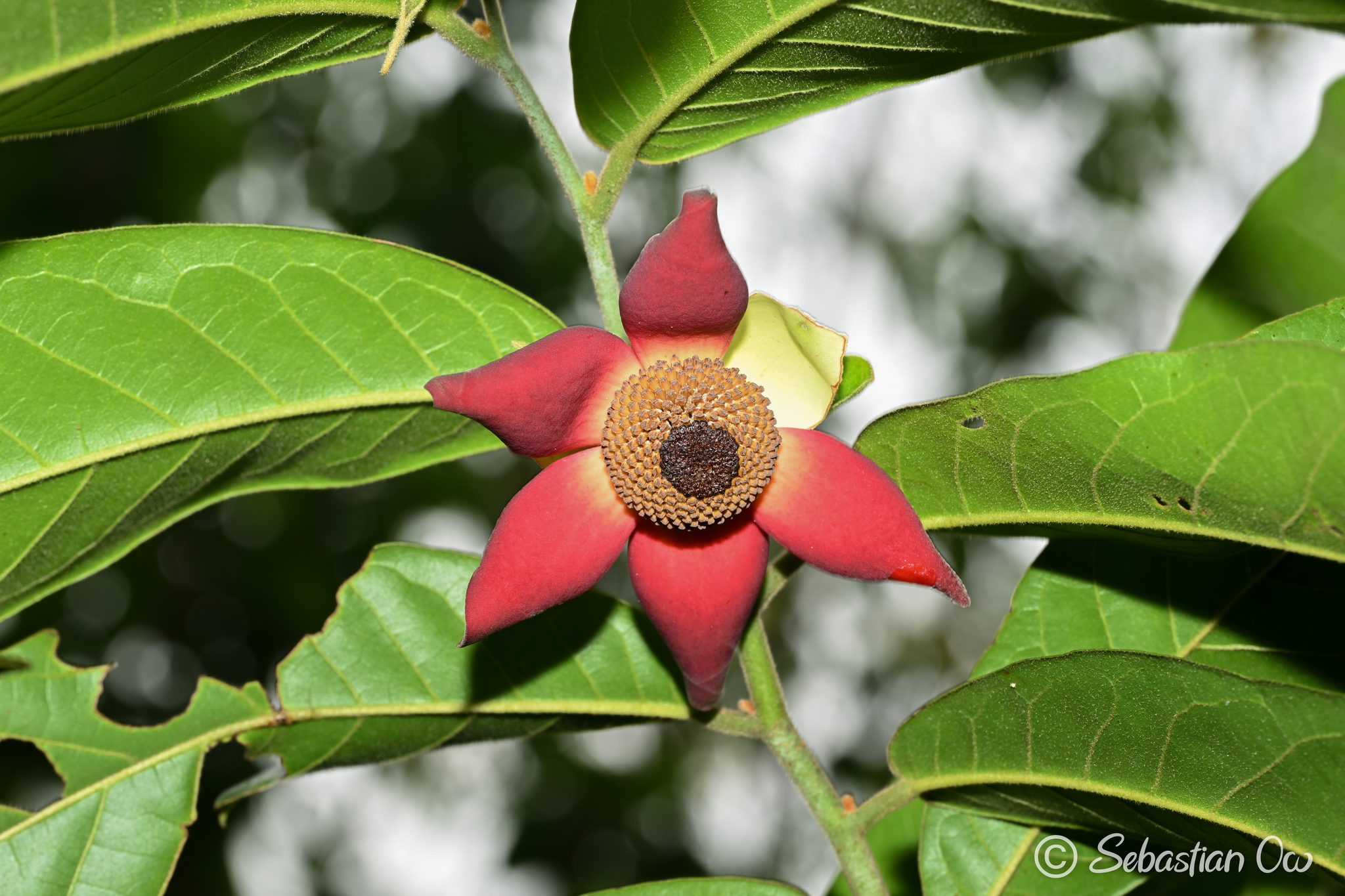 Imagem de Uvaria grandiflora