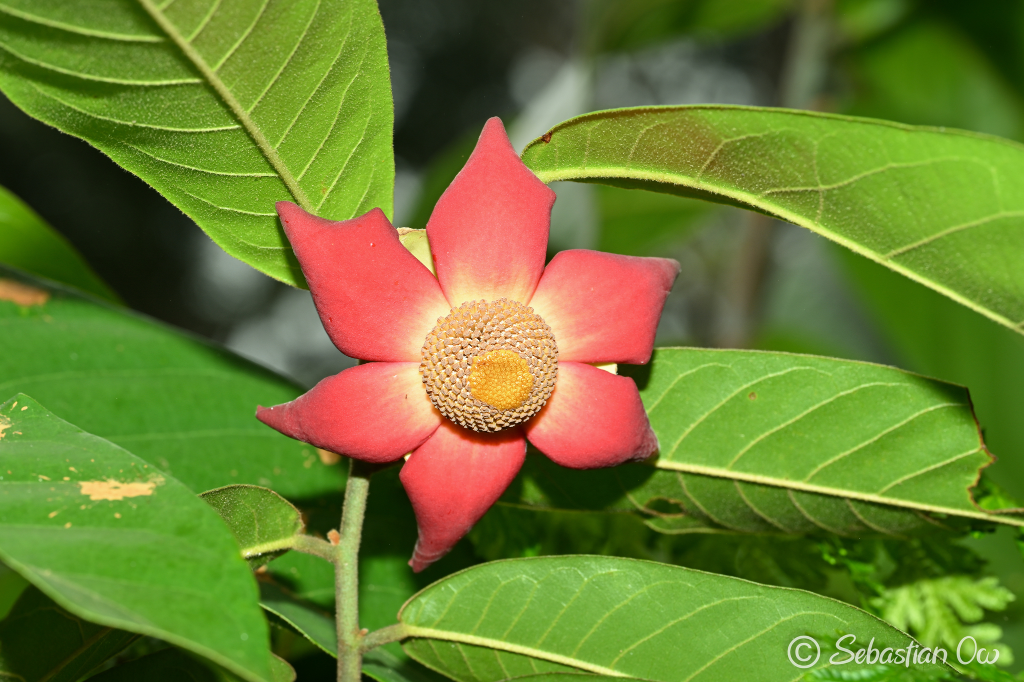Imagem de Uvaria grandiflora