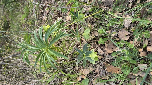 Early green hellebore (Helleborus multifidus)