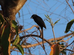 Crypsirina temia