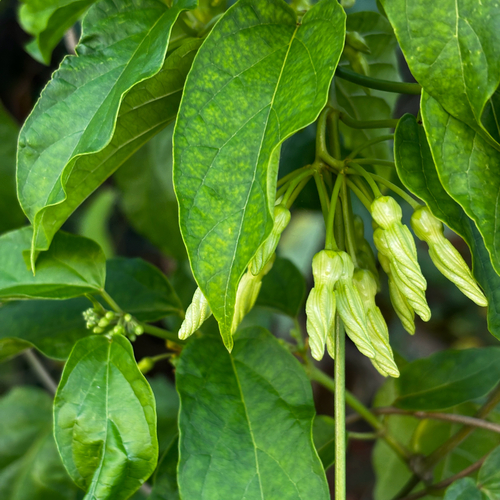 Latok (Telosma procumbens)