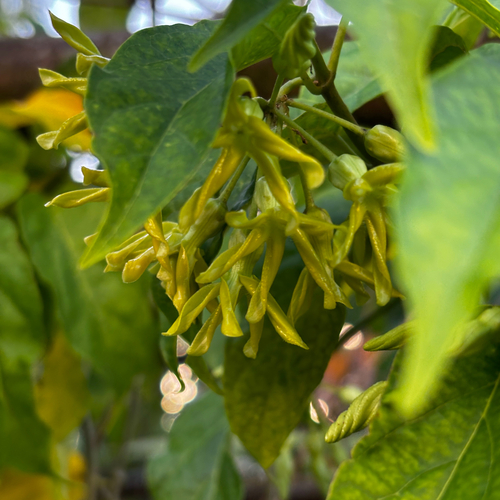 Telosma procumbens, photograph 1