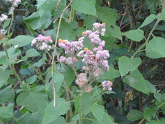 Urolepis hecatantha