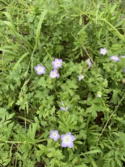 Nemophila phacelioides