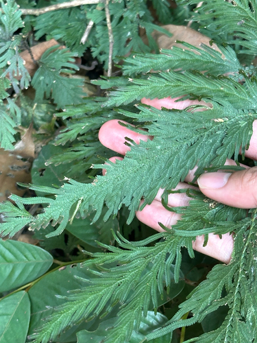 Selaginella flagellifera iNat (3)