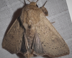 Leucania pseudargyria