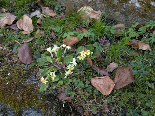 Primula × digenea, photograph 6