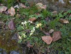 Primula × digenea, photograph Elias, CC BY, iNaturalist via GBIF