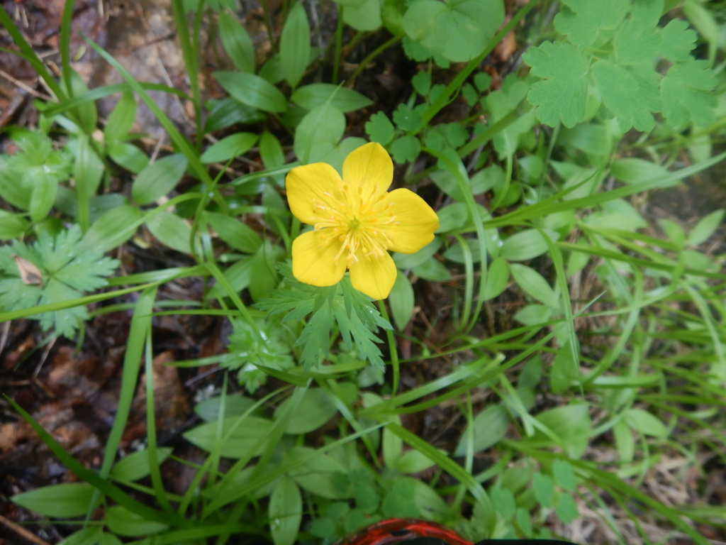 Trollius uniflorus
