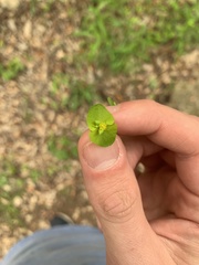 Euphorbia roemeriana