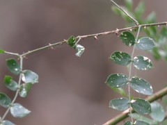 Mimosa malacophylla