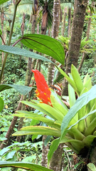 Guzmania berteroniana