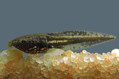 Elachistocleis cesarii