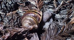 Helminthoglypta sequoicola