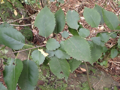 North Island lacebark (Hoheria populnea)