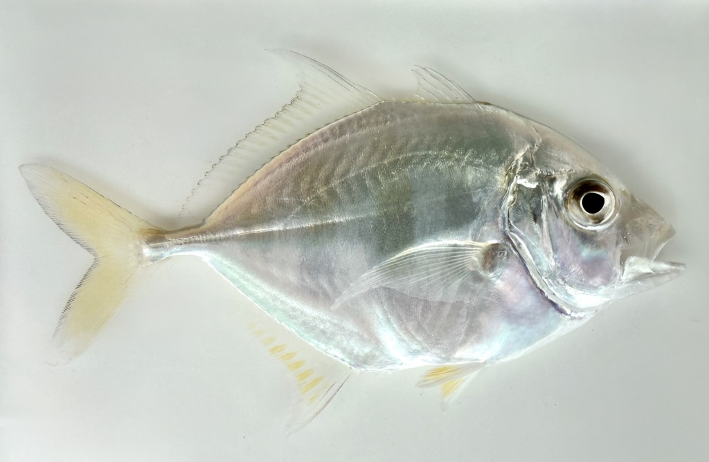 Imposter Trevally