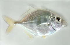 Imposter Trevally photo 1