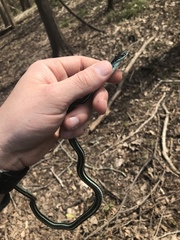 Thamnophis proximus