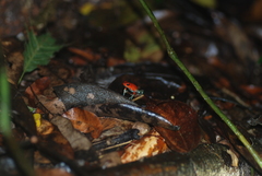 Oophaga granulifera