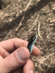Thamnophis proximus