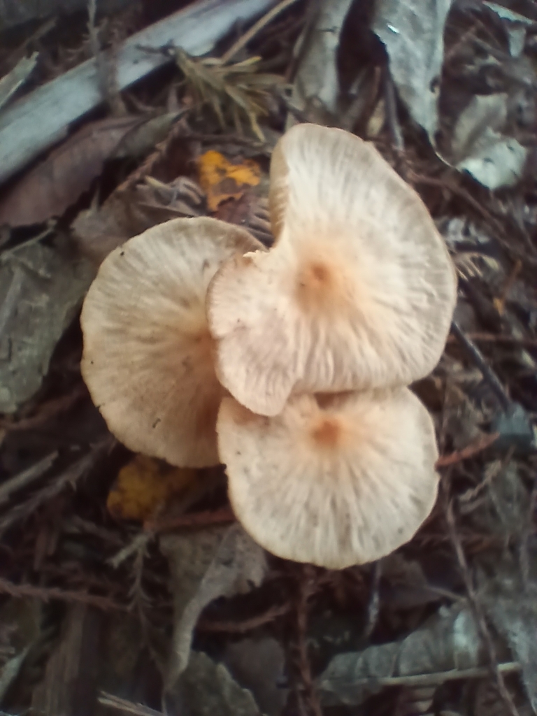 Collybiopsis subpruinosa · March 2026 · photo: © mphnz (iNaturalist, cc0)