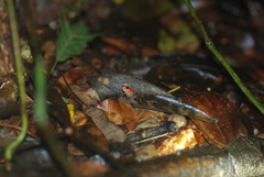 Oophaga granulifera