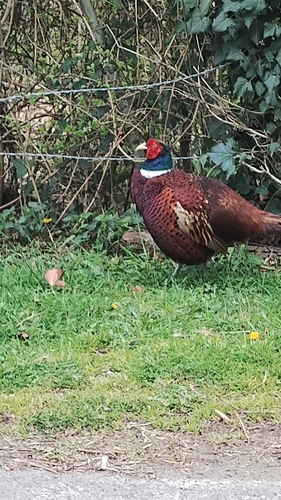 Ring-necked Pheasant