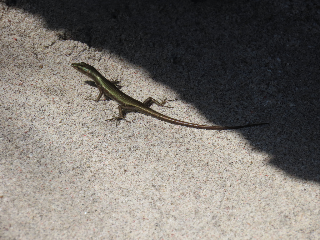 Cryptoblepharus burdeni (Cryptoblepharus burdeni)