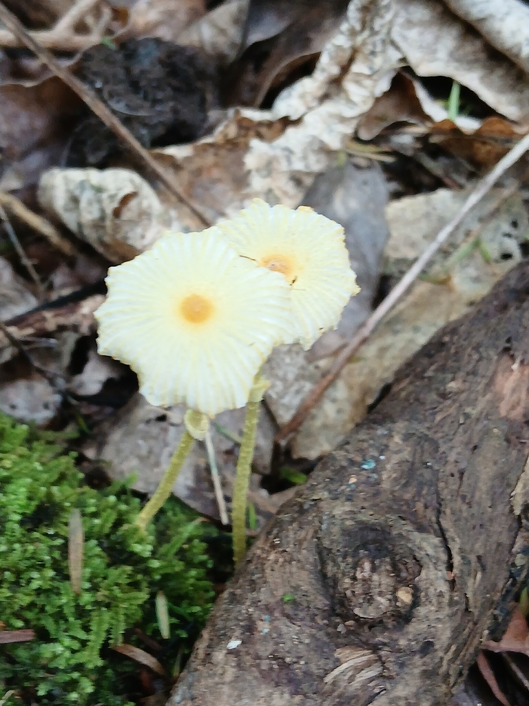 Leucocoprinus fragilissimus · March 2026 · photo: © mphnz (iNaturalist, cc0)