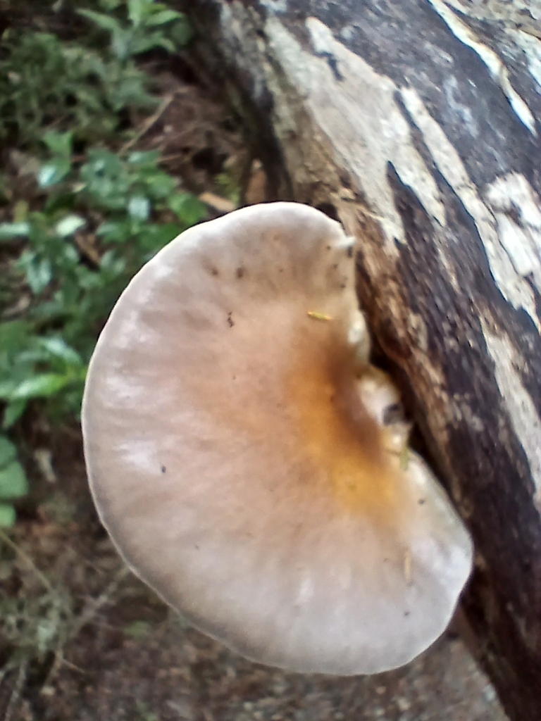 Pleurotus australis · March 2026 · photo: © mphnz (iNaturalist, cc0)