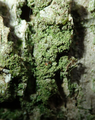 Bacidia rubella