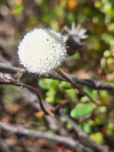 Leiocarpa supina, 2026-03-29