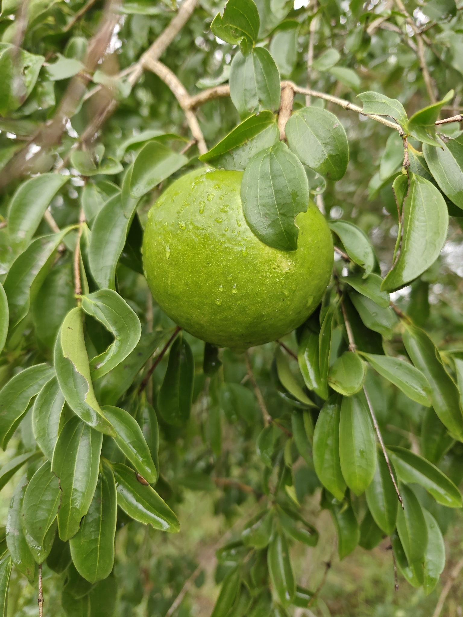 Kaffir-Orange (Strychnos spinosa)