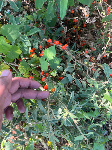 Solanum catombelense